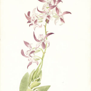 Study of Orchids