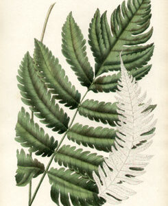 Javan Fern Studies