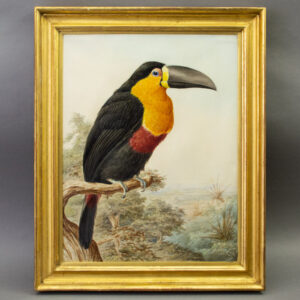 [Channel-billed Toucan (Ramphastos Vitellinus)]