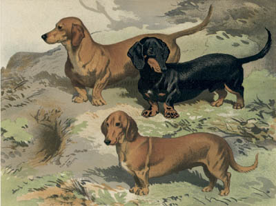 Dachshunds