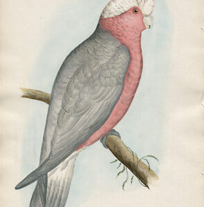 Cacatua Eos (Rose-breasted Cockatoo)