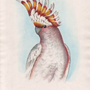 Leadbeater's Cockatoo by Silvester Diggles