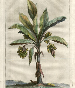 Palm Tree Engravings