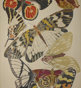 Butterflies in the Manner of E.A. Séguy