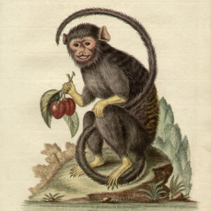 Le Petit Singe Noir, Plate 196