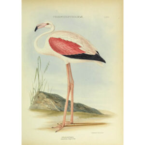 [Flamingo] Phoenicopterus ignipalliatus, Plate CLXIII