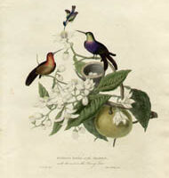 Humming Birds at the Brasils with nest on the Orange Tree