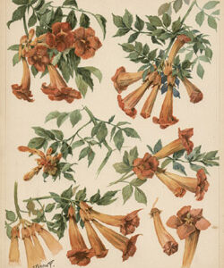 Gustave Fraipont Botanical Illustrations