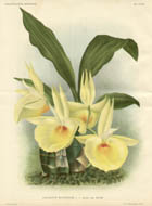 Orchids from L'Illustration Horticole