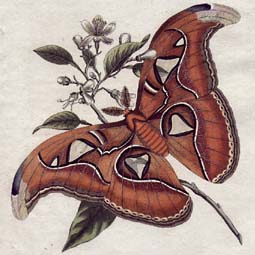 Insects