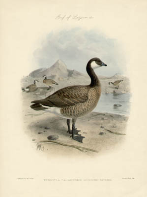 Canada Goose