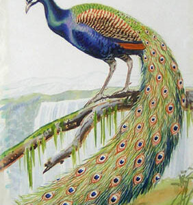 Charles Liedl Watercolors