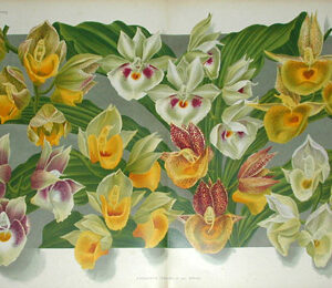 Linden Orchid Chromolithograph