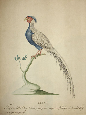 Fagiano della China bianco