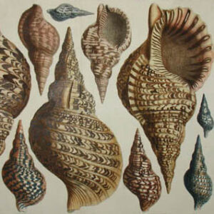 Marine Life