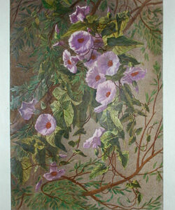 Morning Glories &amp