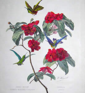 Oiseaux Mouches Clarisse. Bourciera-Torquata, Franciscea Latifolia, No. 6. [Clarisse Hummingbirds. Collared Shell Brunfelsia Australis]