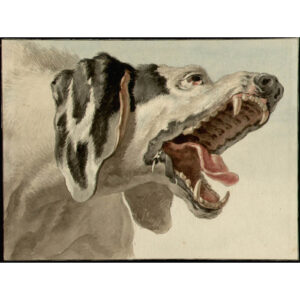 Study of Hunting Dog