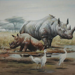 Rhinoceroses and Egrets