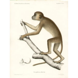 Cercopithecus ochraceus
