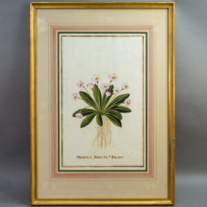 Primula Veris Flore Palido, No. 34