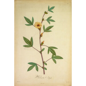 Hibiscus Sabdariffa, Plate 29