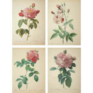 Four Prints from Redoute's Les Roses