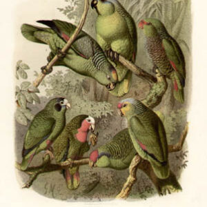 Parrots of the World