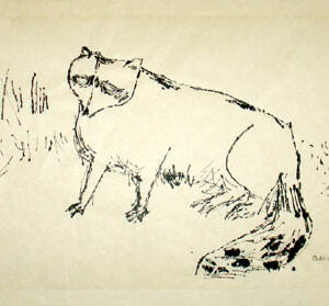 Raccoon Pen and Ink Study