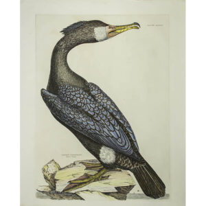 Common Cormorant, Summer Plumage, Plate 84