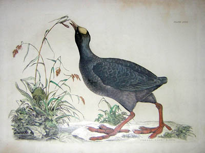 Study of a Common Coot