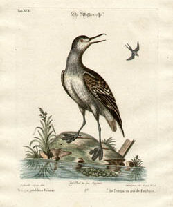 Le Tringa au pie de Foulque, Tab XCI [The Red Necked Phalarope, Plate 91]