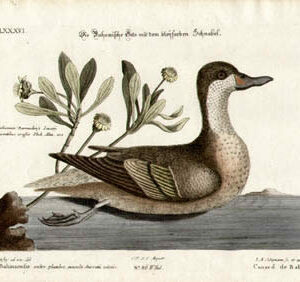 Canard de Bahama Tab. LXXXVI [Bahama Duck]