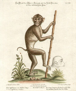 Singe à Queue de Cochon, de l'Isle de Sumatra, datis la Mer des Indes