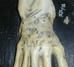 Medical Model, Skeleton Hand
