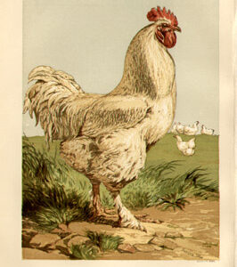 Studies of Poultry after Harrison William Weir