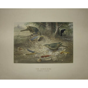 The Bower-Bird
