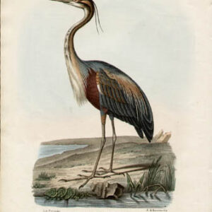 Airone Porporino -- Ardea purpurea