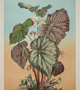 Begonia Rex Var. Imperator