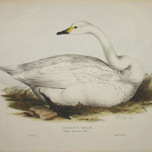 Bewick's Swan