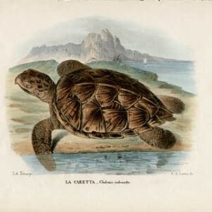 La Caretta  -- Chelonia imbricata