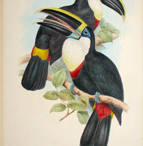 Ramphastos Culminatus (Gould)