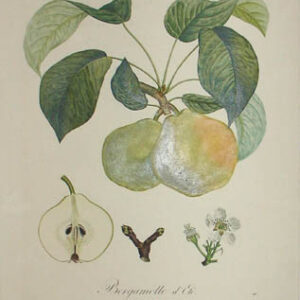 Plate 148, Bergamotte d'Et&eacute;