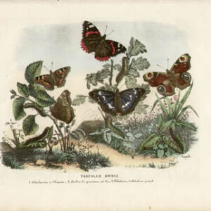 Farfalle Diurne [Atalanta, etc.]