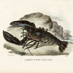 Gambero di Mare -- Homarus vulgaris