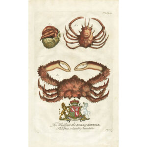 The Lazy Crab, Fig. 1; The Soldier-Crab, Fig. 2; The Horned Crab, Fig. 3, Plate 25