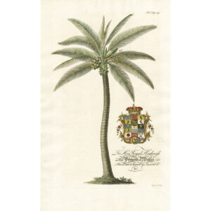 The Coco Nut-tree; Lat. Palma Nucifera. Plate 3d.