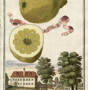 Limon da Portugal Dolce