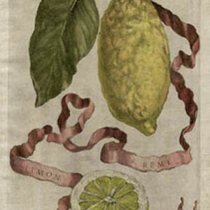 Plate 197, Limon S. Remi