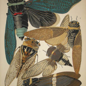 Seguy Cicadas